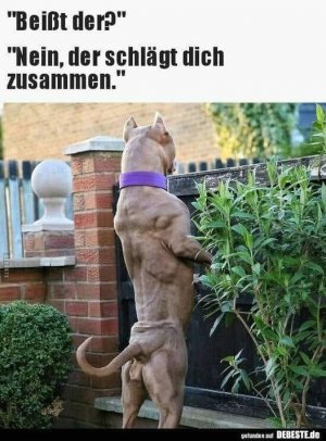 hund.jpg