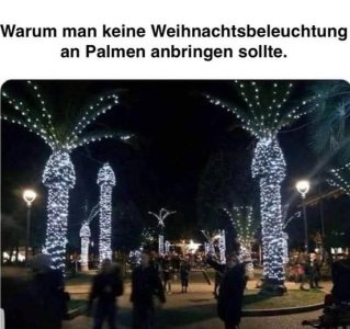 palmen.jpg