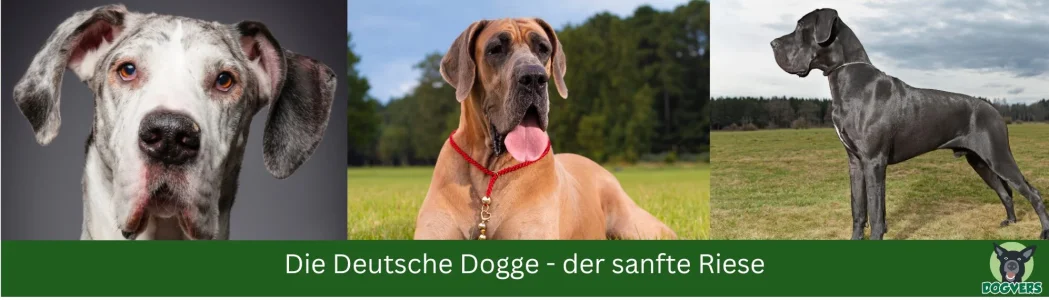 Deutsche-Doggen-auf-startseite.webp