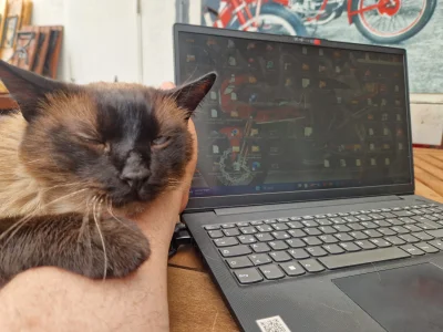 Working Cat.webp