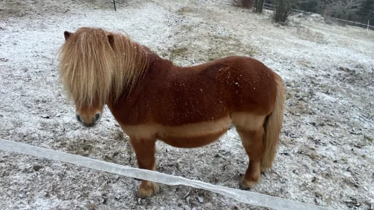 IMG_2525.webp IMG_2525.webp