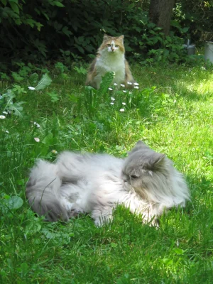 österreich 001.webp