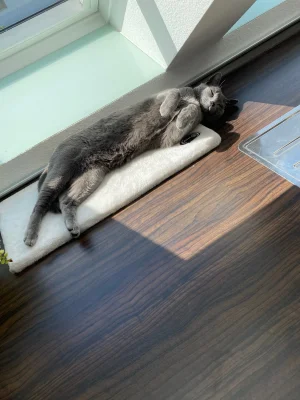 Kater.webp