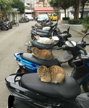 catseat.webp