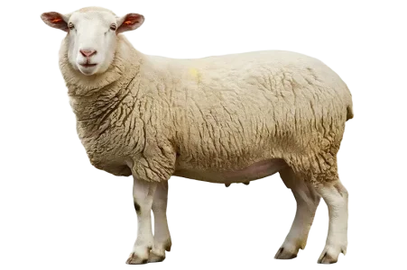 1789589245079.webp