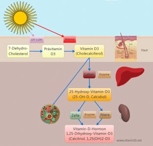 Vitamin-D-Synthese.jpg