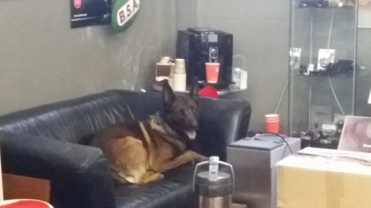 Pooch.jpg