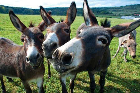 www.dreams.metroeve.com-mule-dreams-meaning.jpg