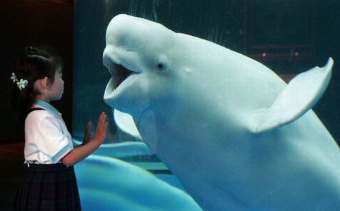 happy-whale.jpg