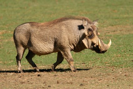Warzenschwein_Fotolia_1009094_XS.jpg