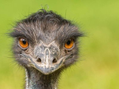 Emu-guckt-in-Kamera-shutterstock-Nick-Fo--201983914.jpg