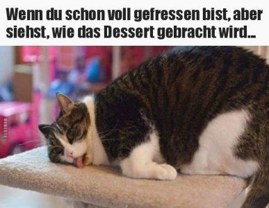 Katze Dessert.jpeg