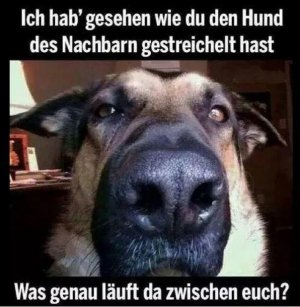 hund.jpg